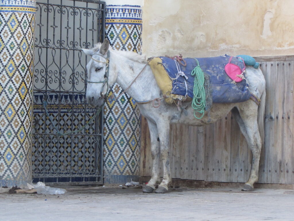 A pack animal moving goods through a lane in the medina of Fez.