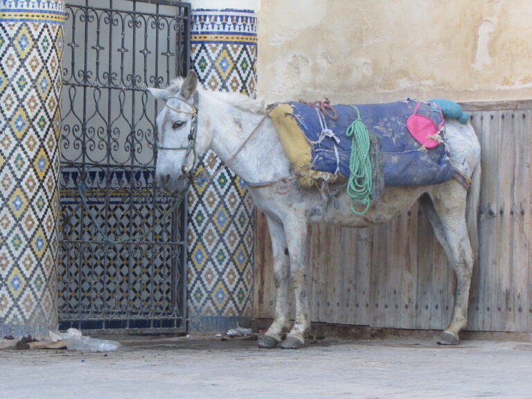 A pack animal moving goods through a lane in the medina of Fez.